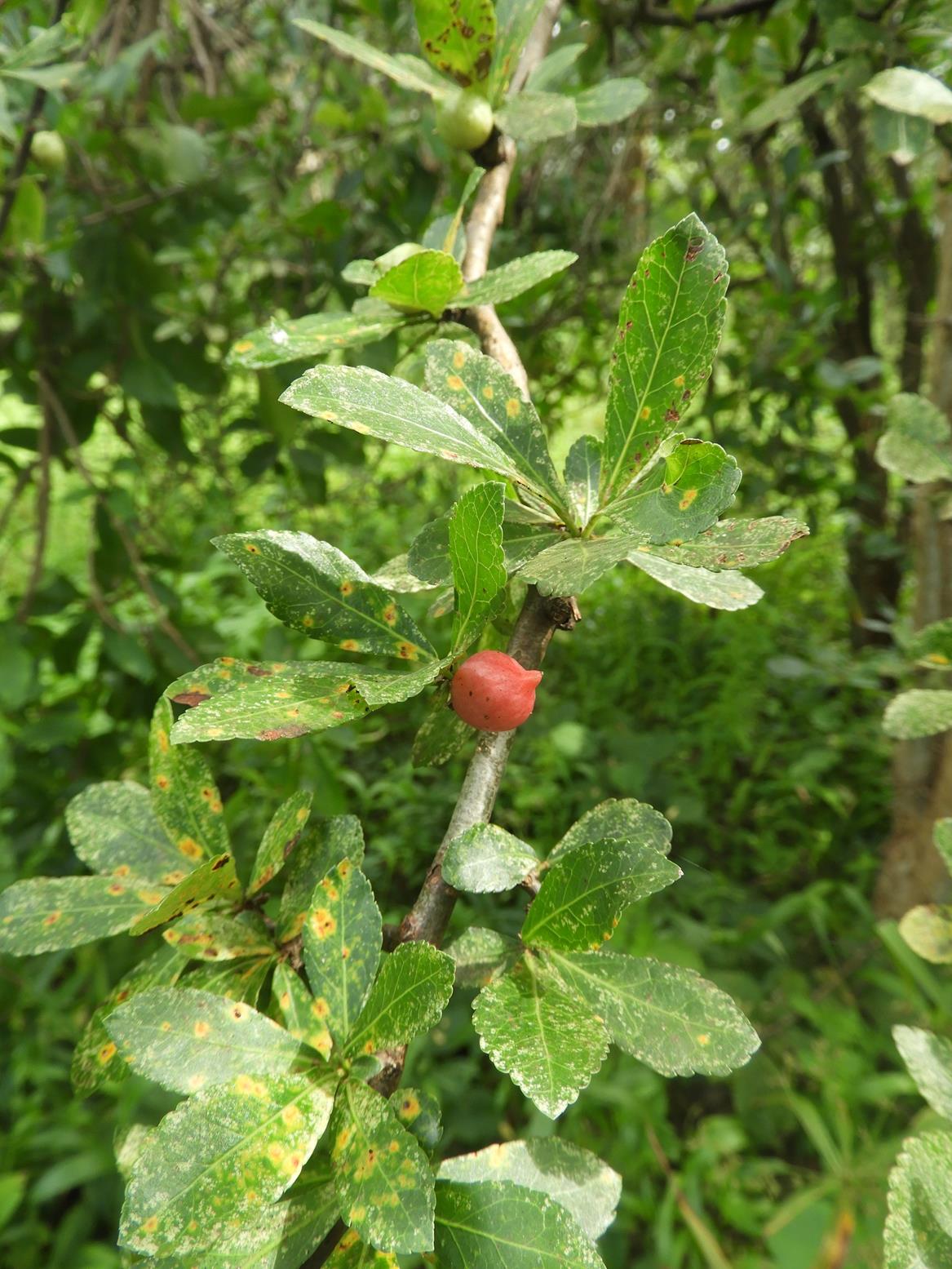 Commiphora glandulosa