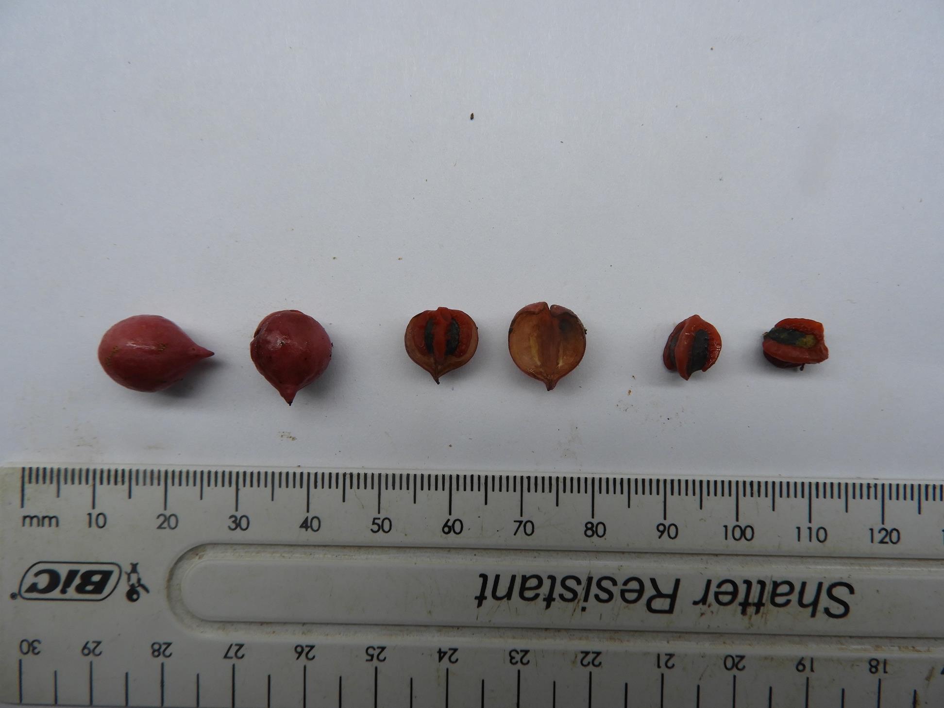 Commiphora glandulosa