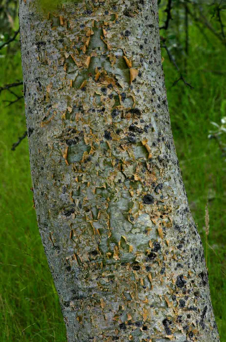 Commiphora glandulosa