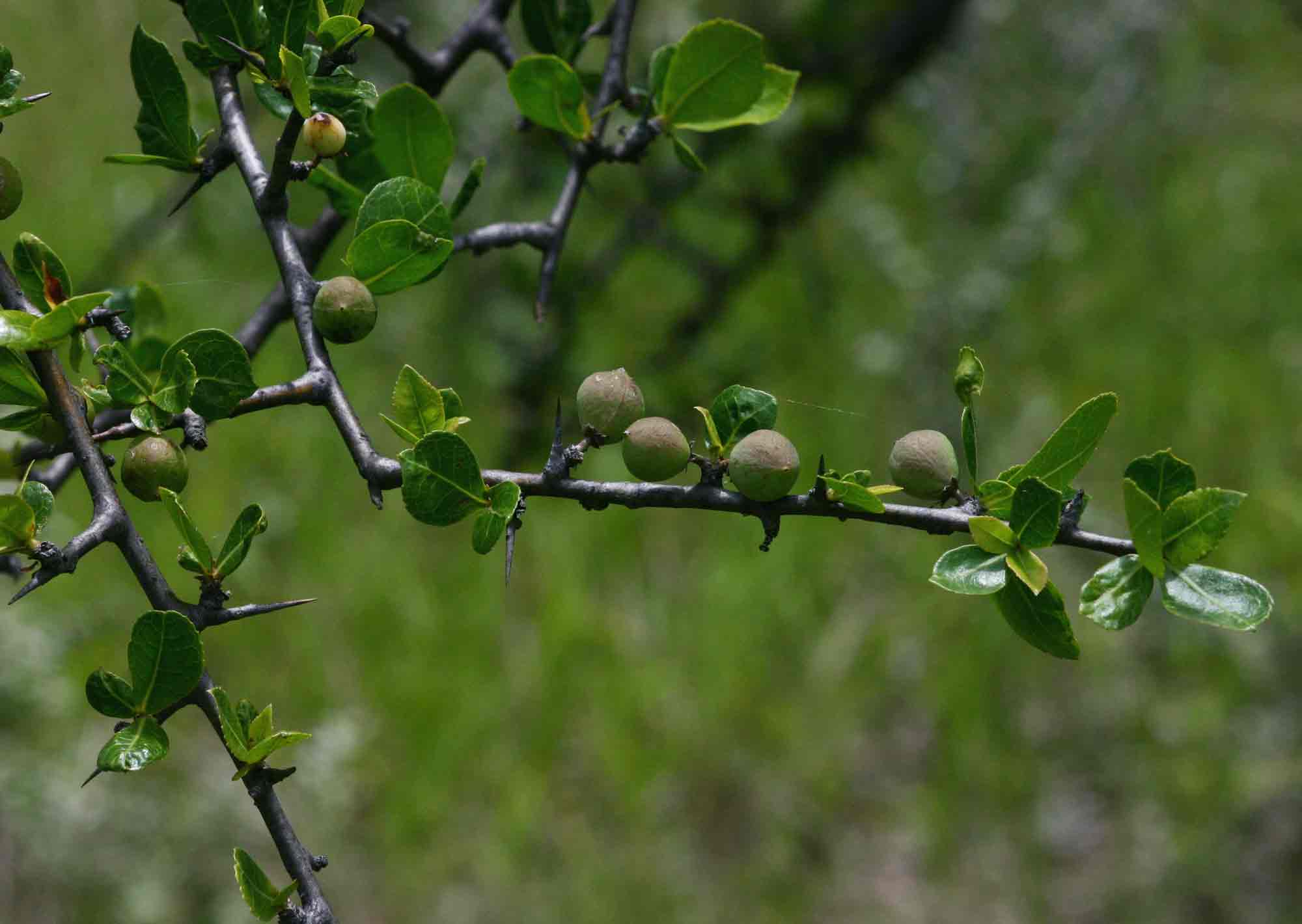 Commiphora glandulosa