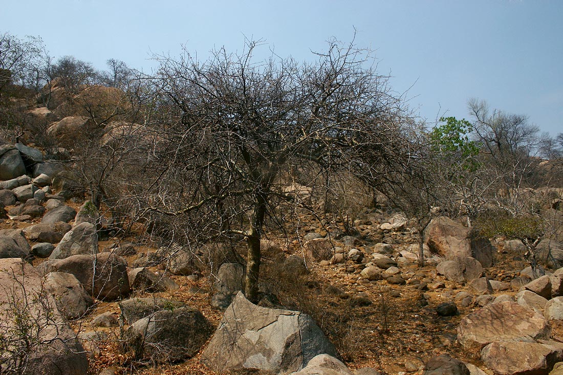 Commiphora glandulosa