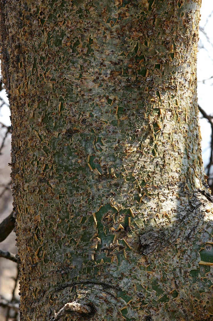 Commiphora glandulosa