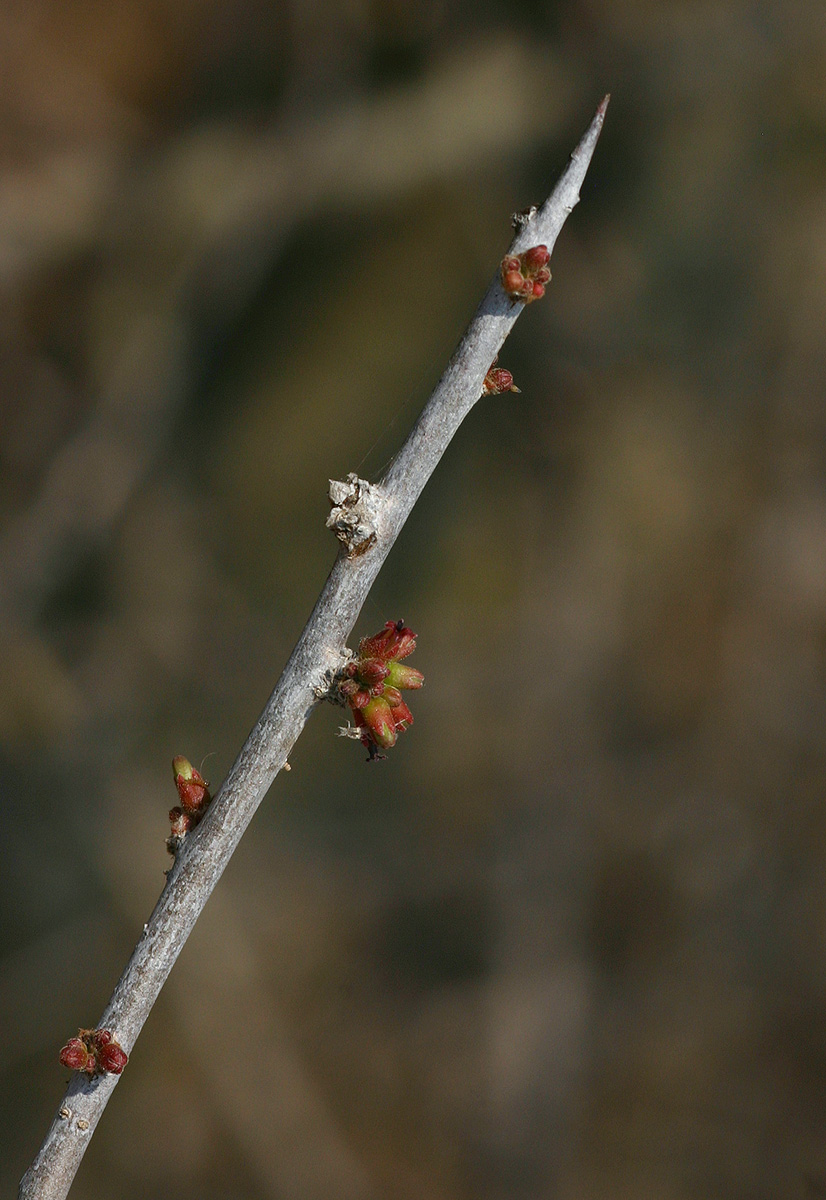 Commiphora glandulosa