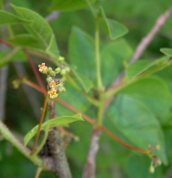 Commiphora karibensis