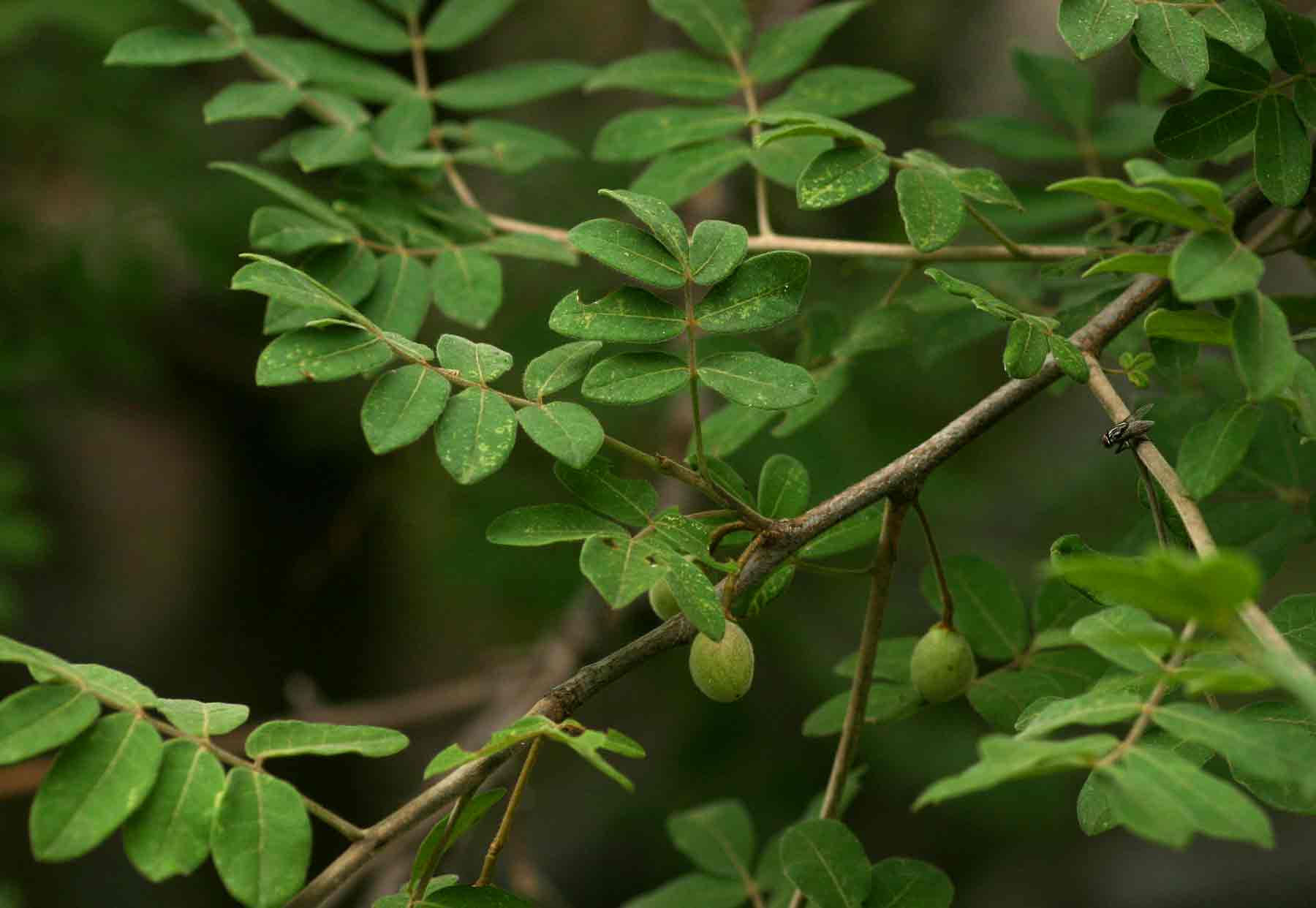 Commiphora mollis