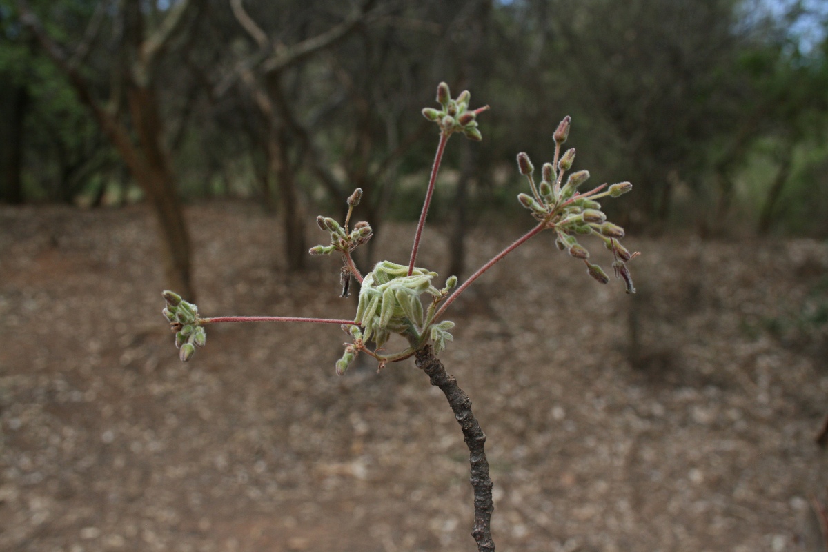 Commiphora mollis Commiphora mollis