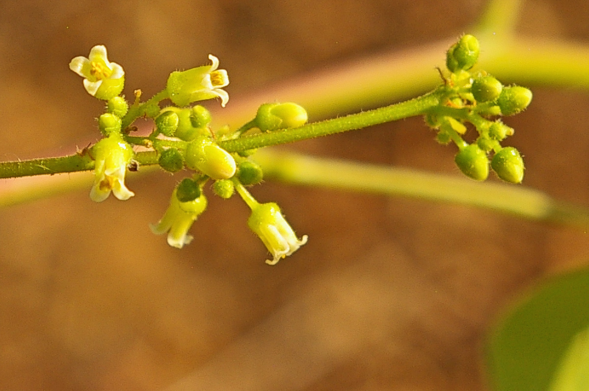 Commiphora mossambicensis