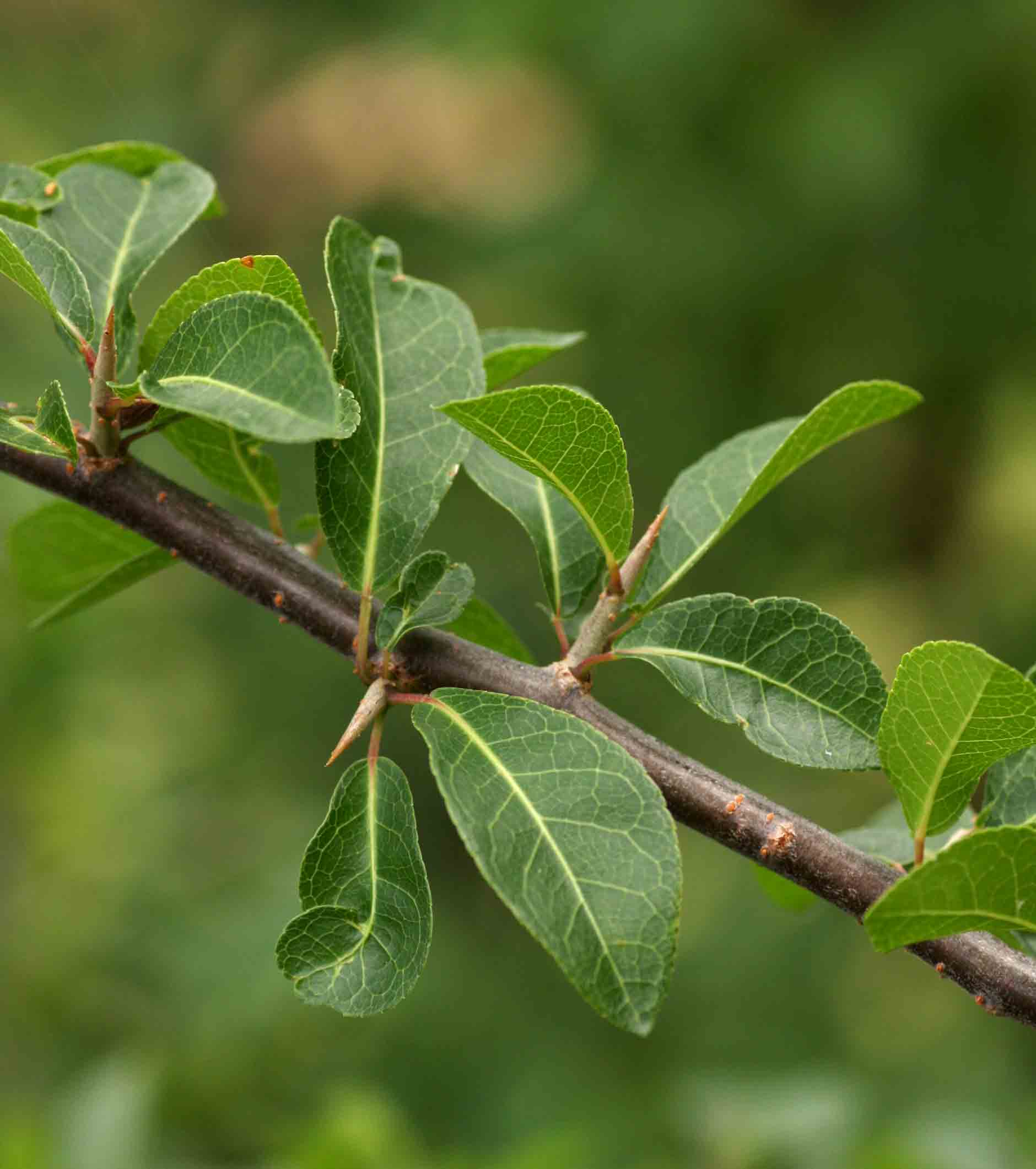 Commiphora pyracanthoides subsp. pyracanthoides