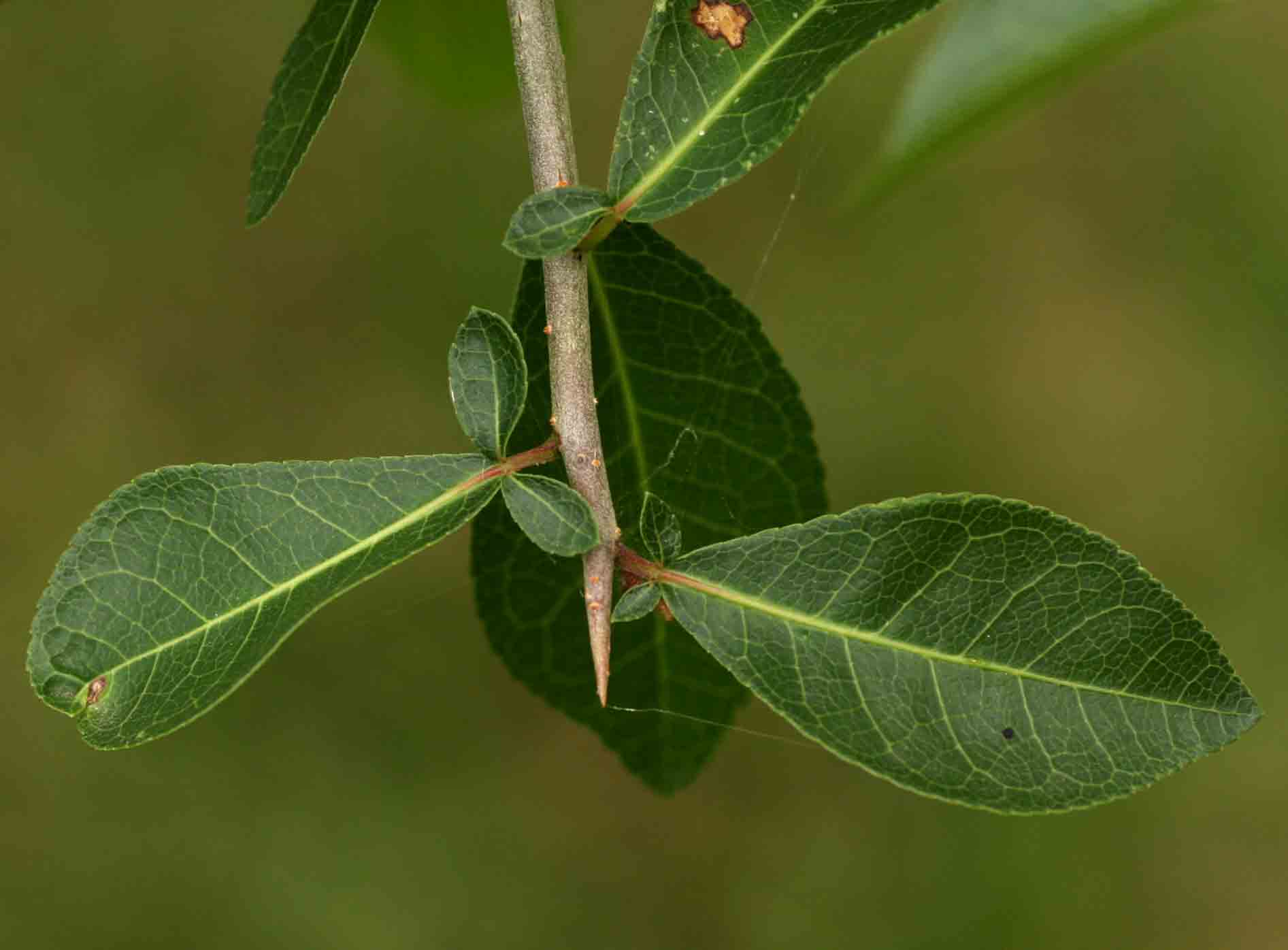 Commiphora pyracanthoides subsp. pyracanthoides