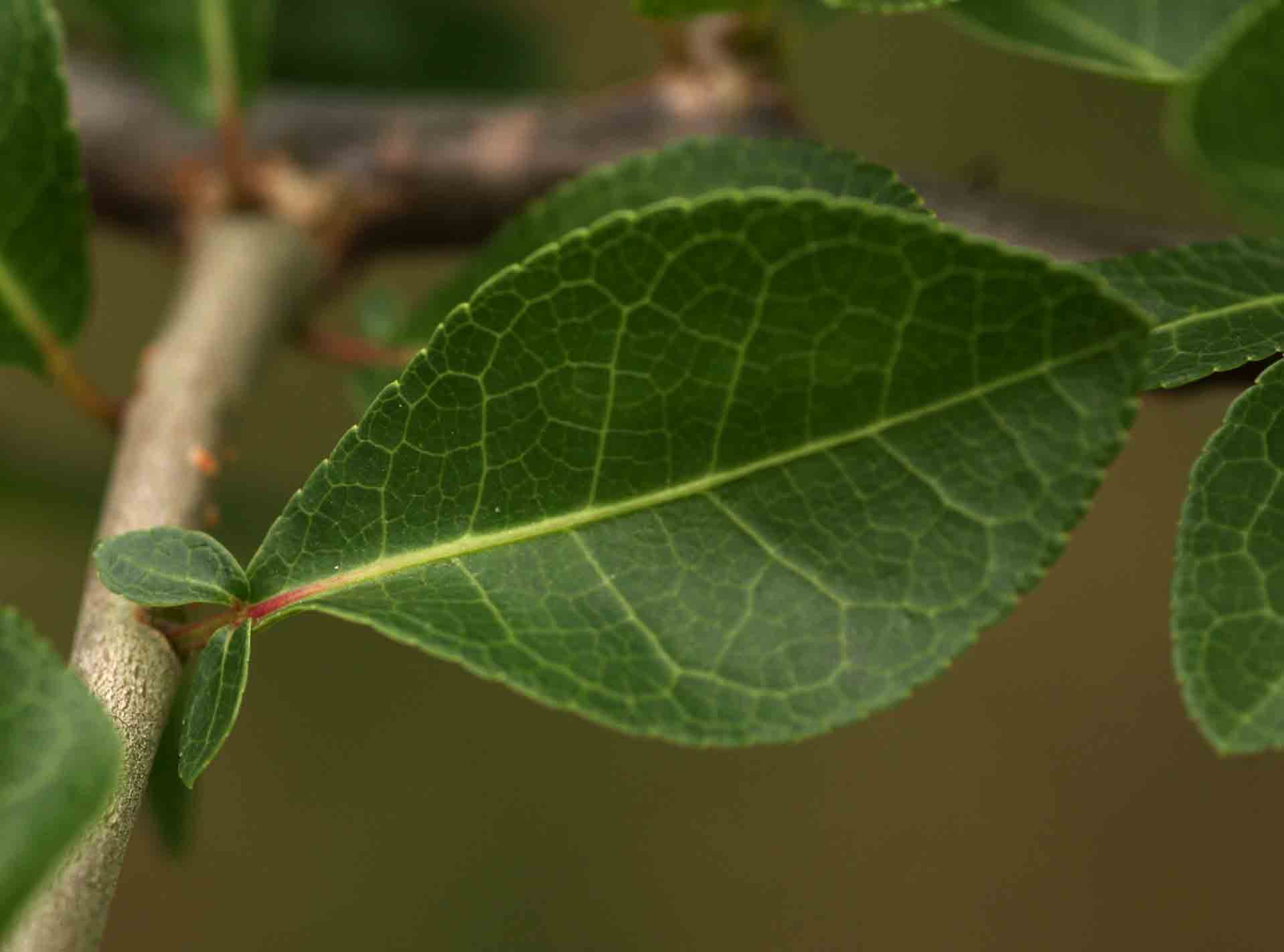 Commiphora pyracanthoides subsp. pyracanthoides