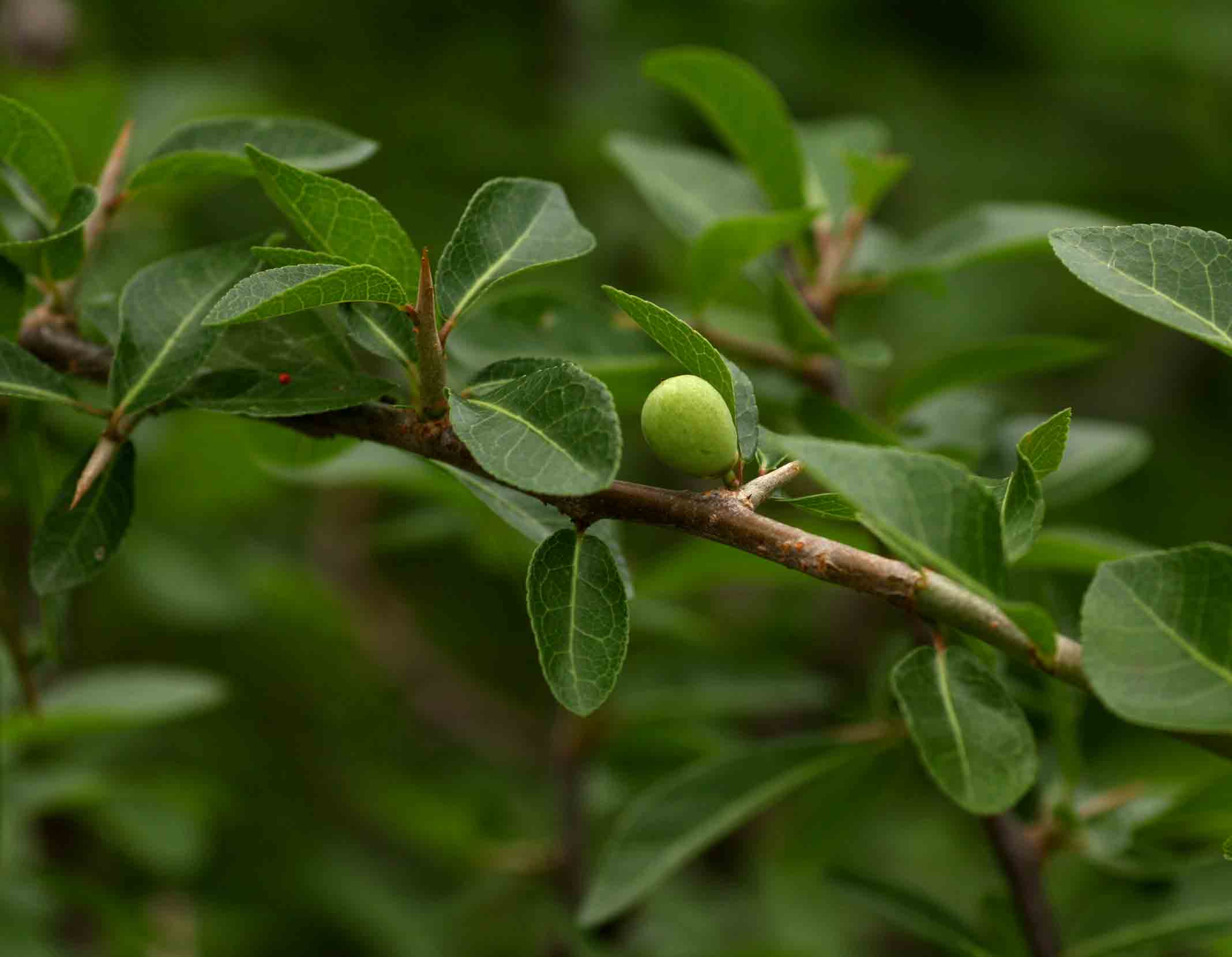 Commiphora pyracanthoides subsp. pyracanthoides