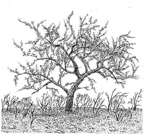 Commiphora pyracanthoides subsp. pyracanthoides Commiphora pyracanthoides subsp. pyracanthoides