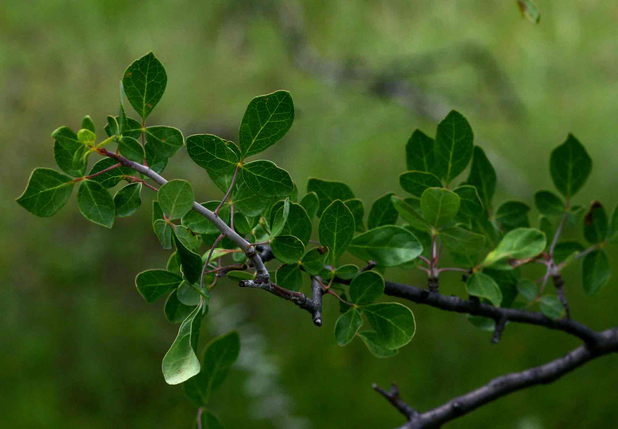 Commiphora tenuipetiolata