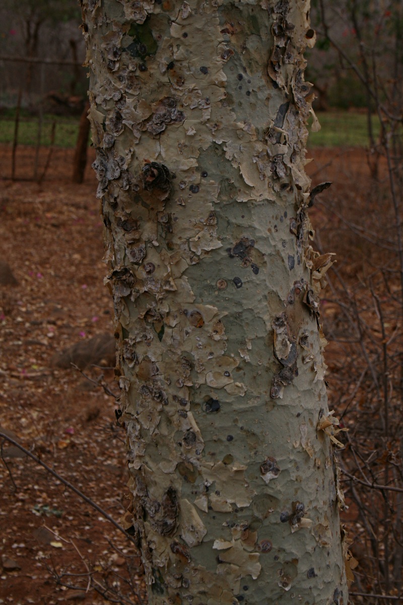 Commiphora tenuipetiolata
