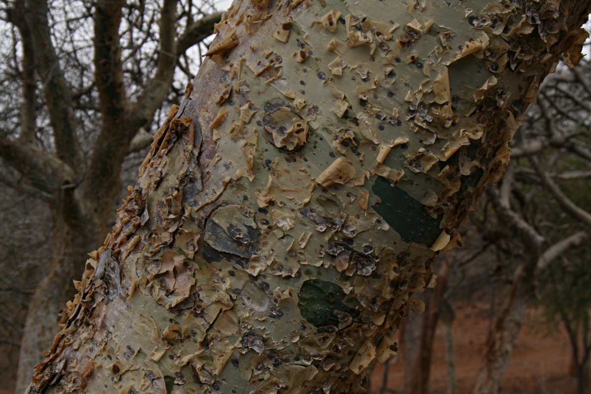 Commiphora tenuipetiolata
