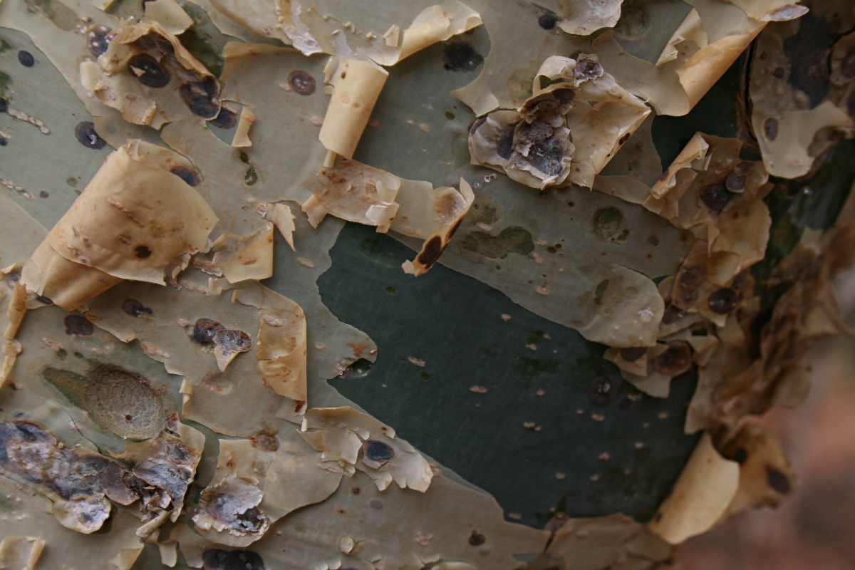 Commiphora tenuipetiolata