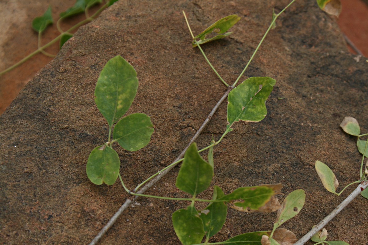 Commiphora tenuipetiolata