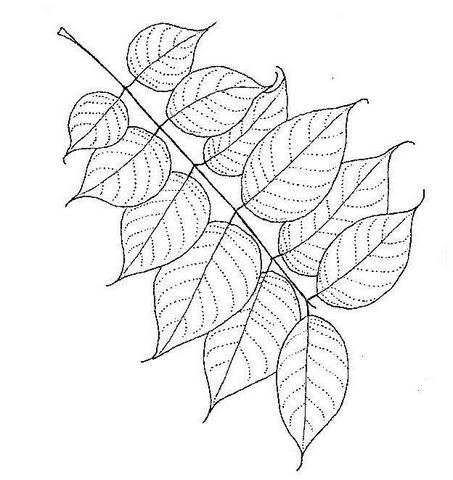 Entandrophragma caudatum