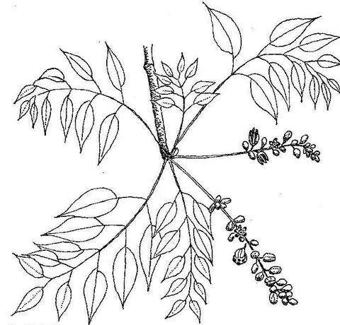 Entandrophragma caudatum