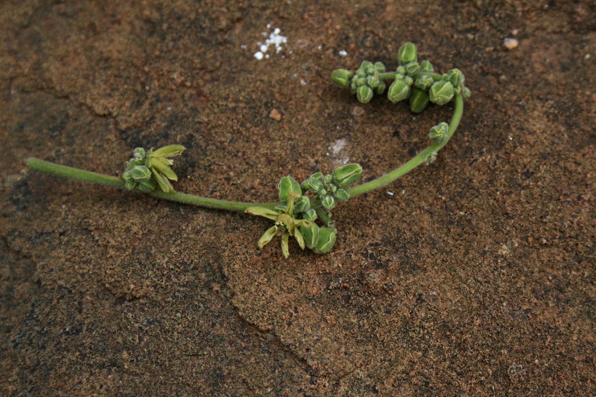 Entandrophragma caudatum Entandrophragma caudatum