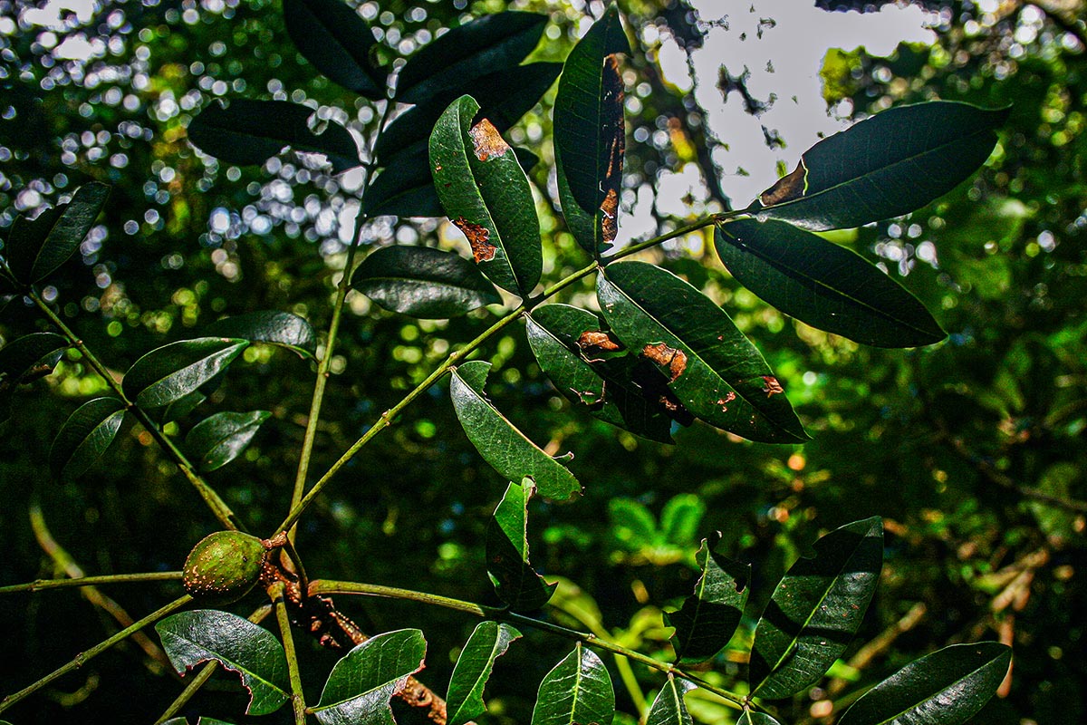 Ekebergia capensis Ekebergia capensis