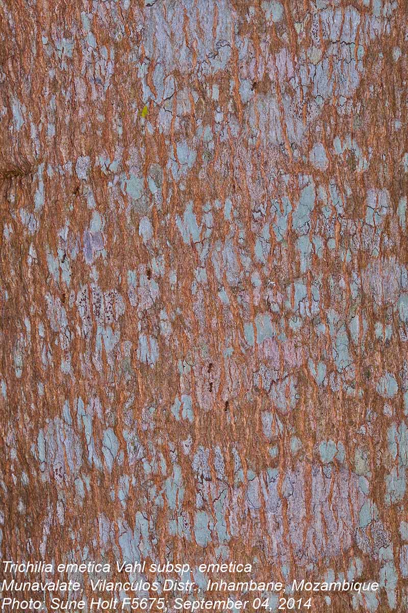 Trichilia emetica subsp. emetica Trichilia emetica subsp. emetica