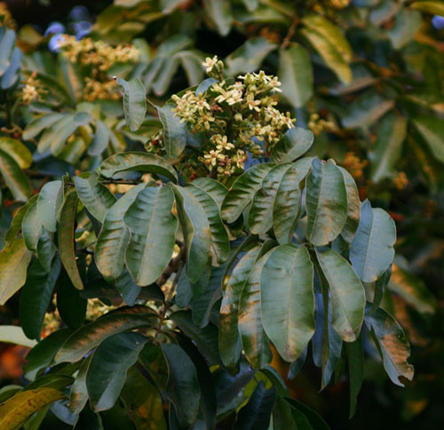 Trichilia emetica subsp. emetica