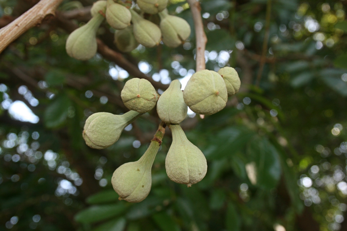 Trichilia emetica subsp. emetica Trichilia emetica subsp. emetica