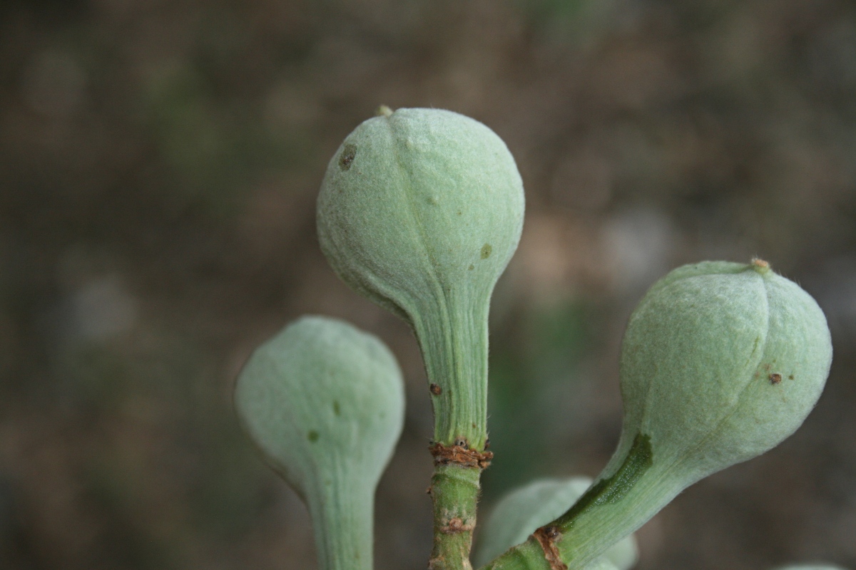 Trichilia emetica subsp. emetica Trichilia emetica subsp. emetica