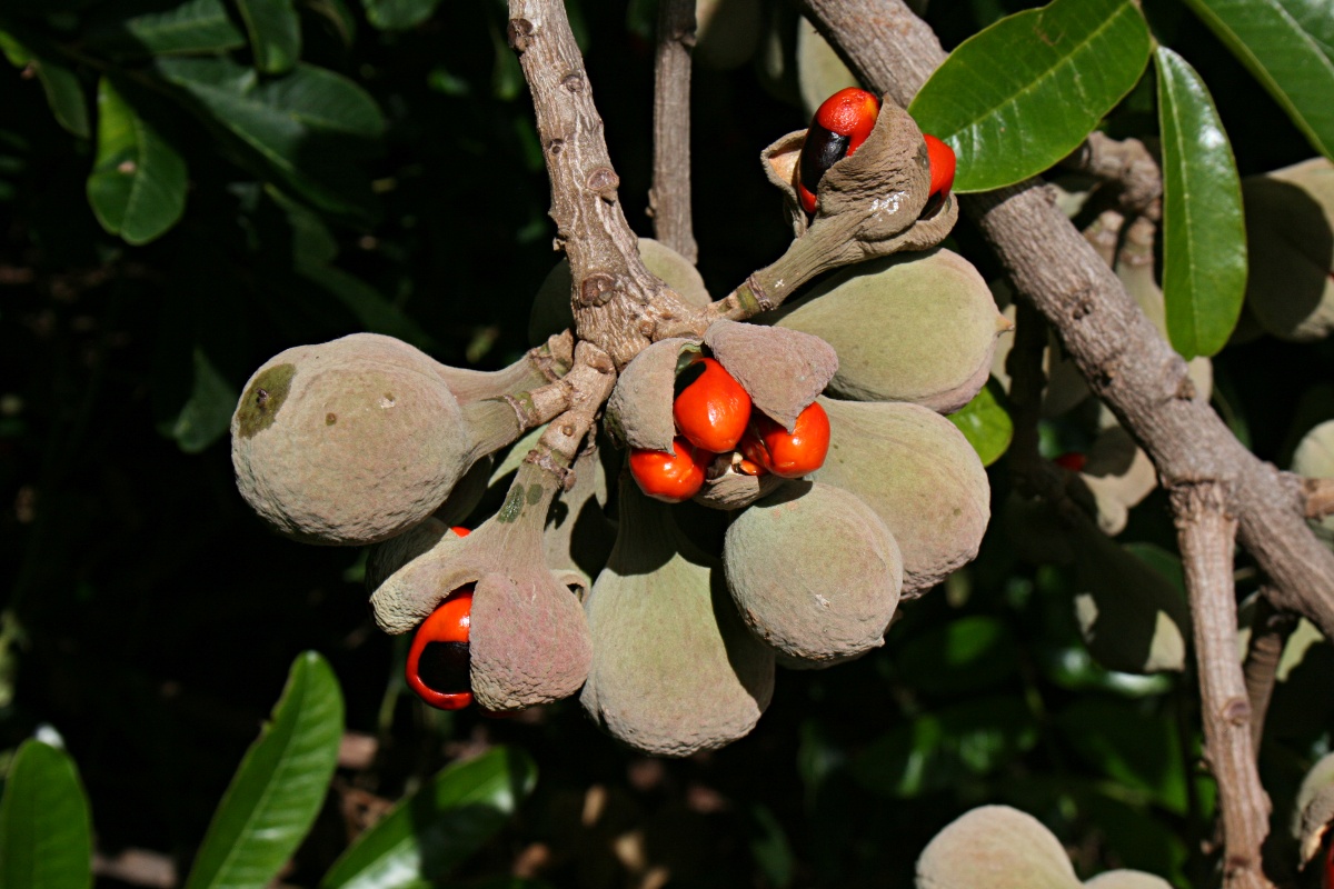 Trichilia emetica subsp. emetica Trichilia emetica subsp. emetica