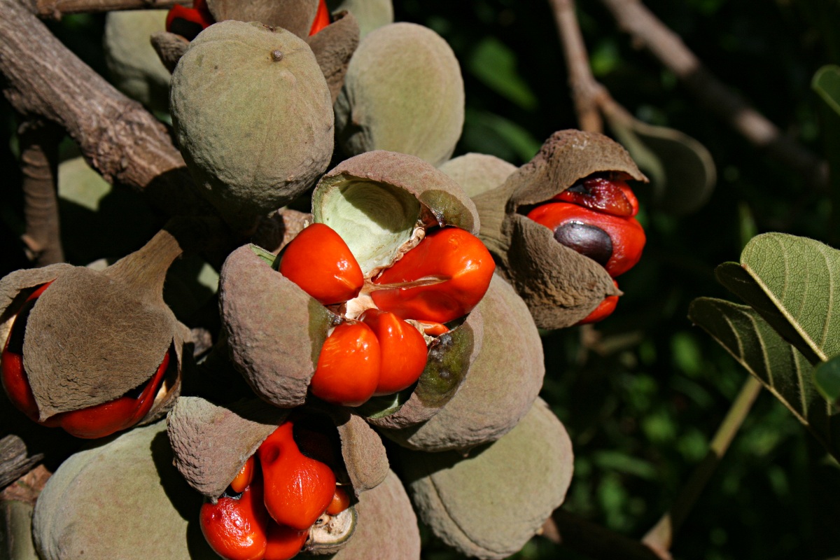Trichilia emetica subsp. emetica