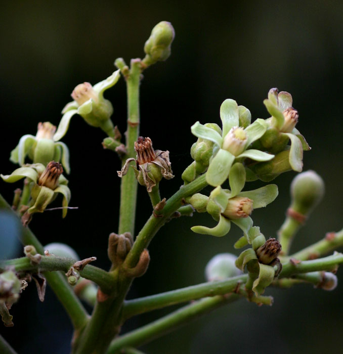 Trichilia emetica subsp. emetica Trichilia emetica subsp. emetica