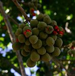 Trichilia emetica subsp. emetica