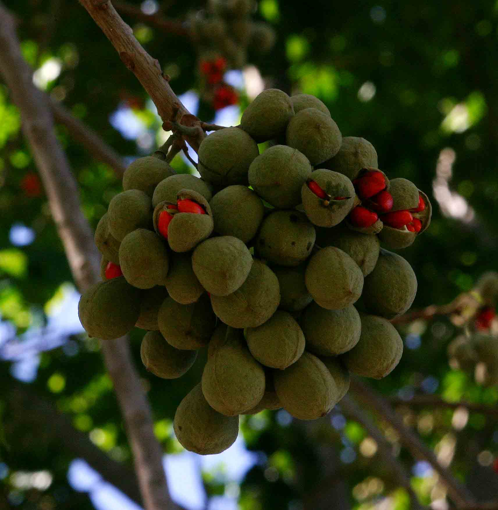 Trichilia emetica subsp. emetica Trichilia emetica subsp. emetica