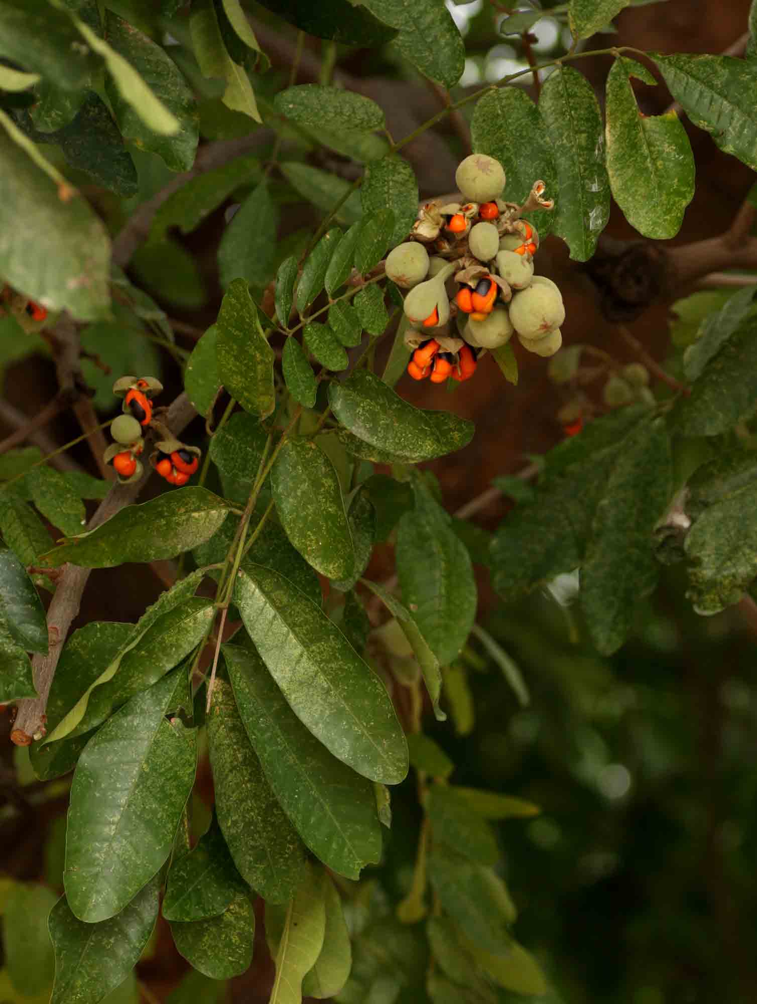 Trichilia emetica subsp. emetica