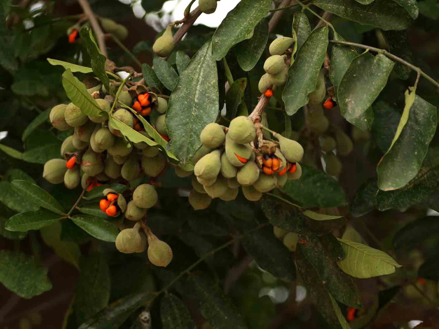 Trichilia emetica subsp. emetica