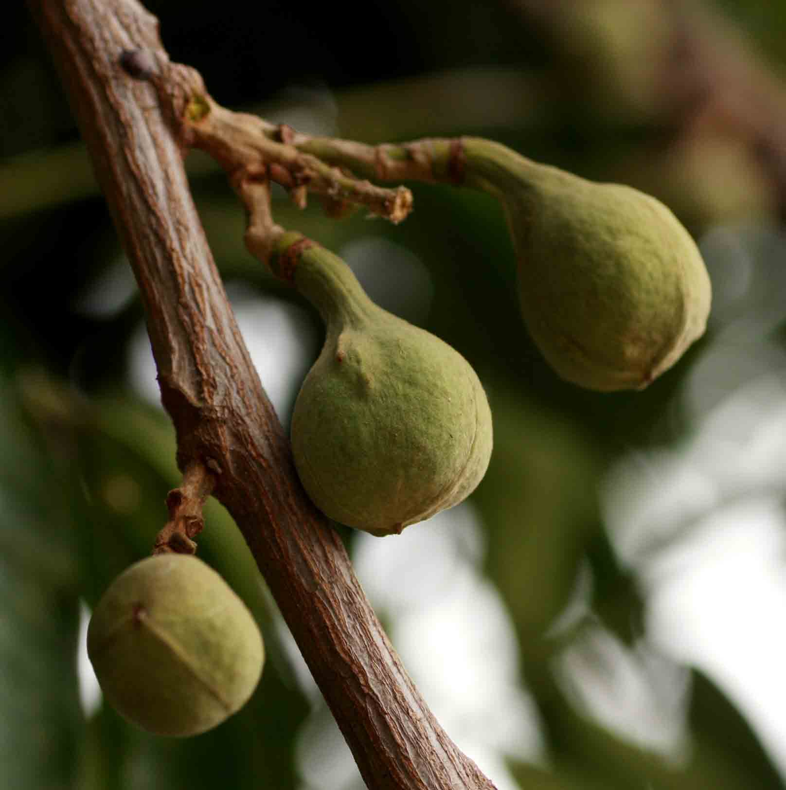 Trichilia emetica subsp. emetica Trichilia emetica subsp. emetica