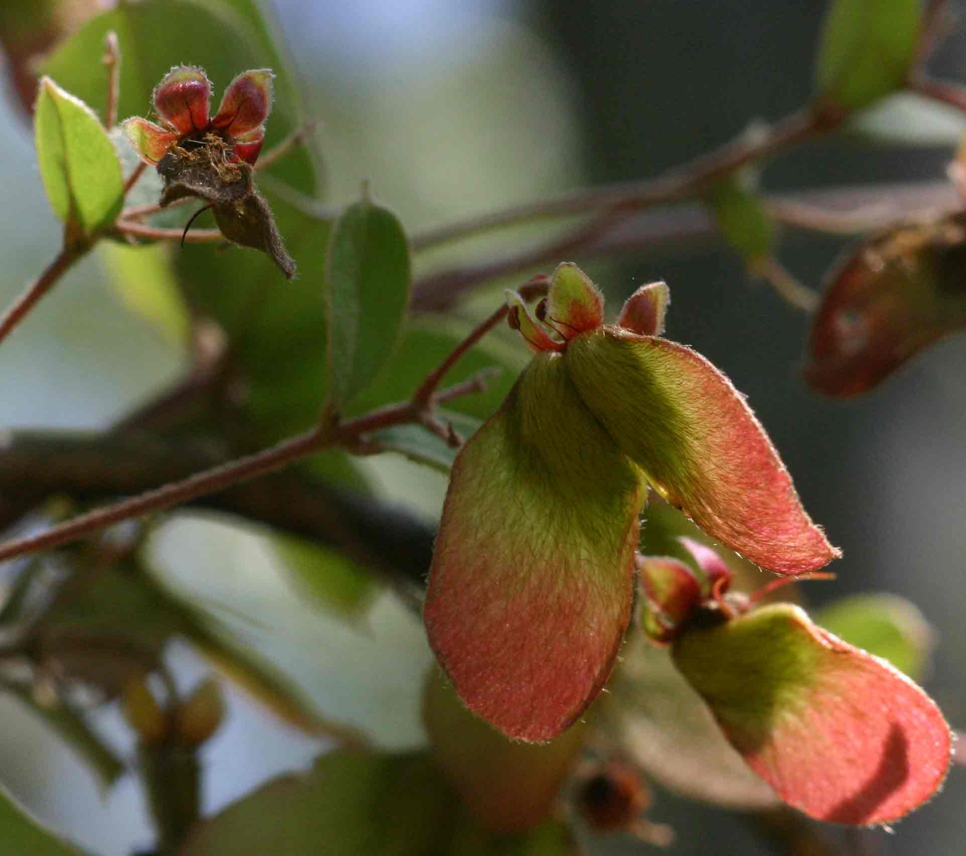 Sphedamnocarpus angolensis Sphedamnocarpus angolensis