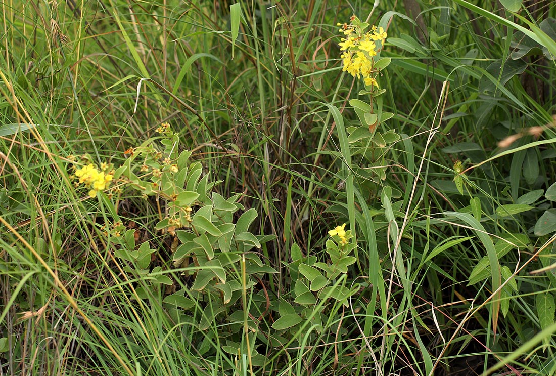 Sphedamnocarpus angolensis