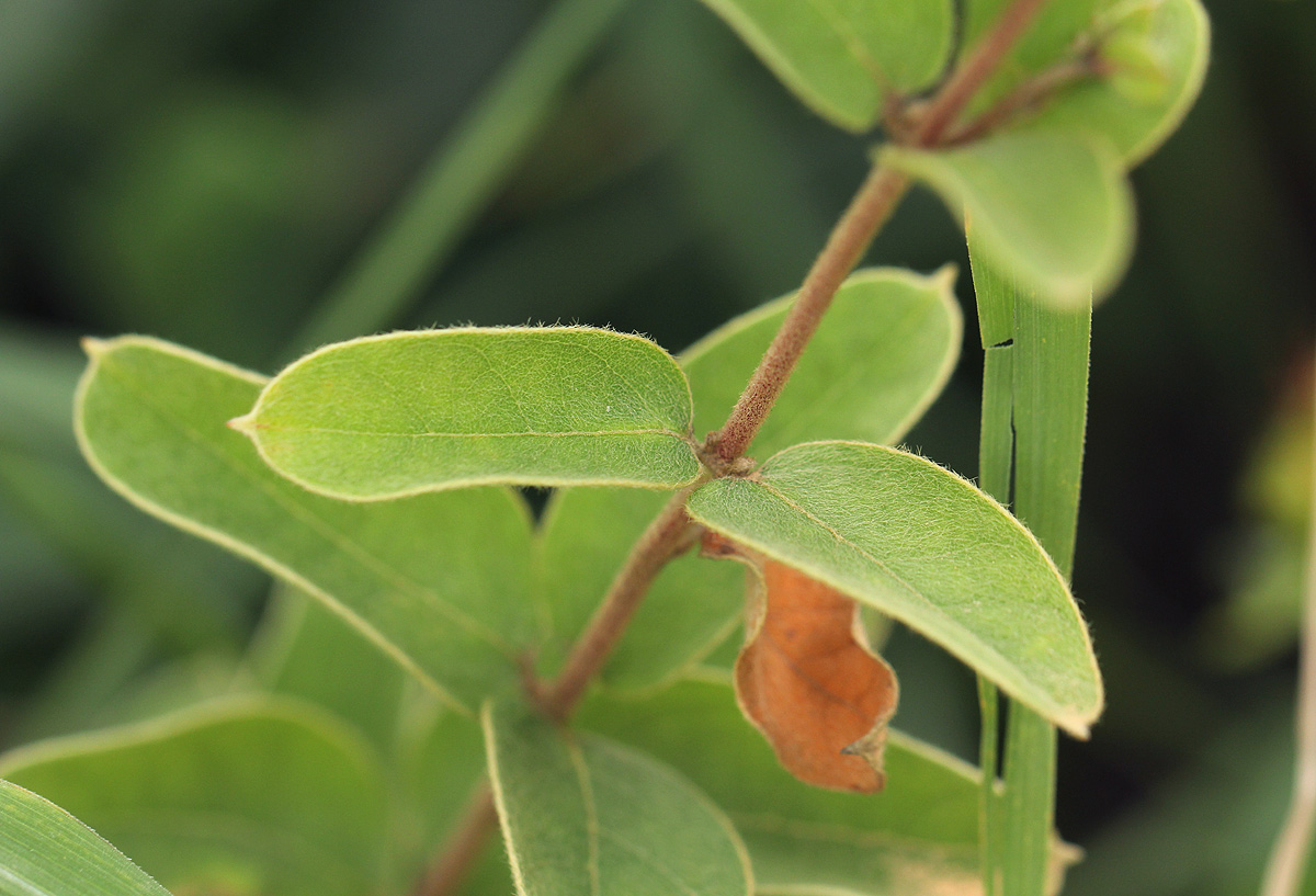 Sphedamnocarpus angolensis Sphedamnocarpus angolensis