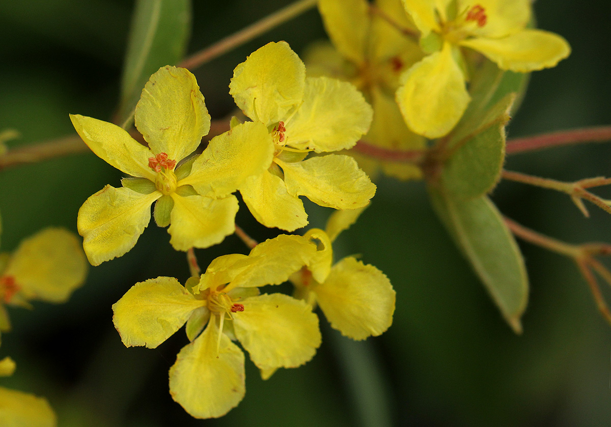 Sphedamnocarpus angolensis