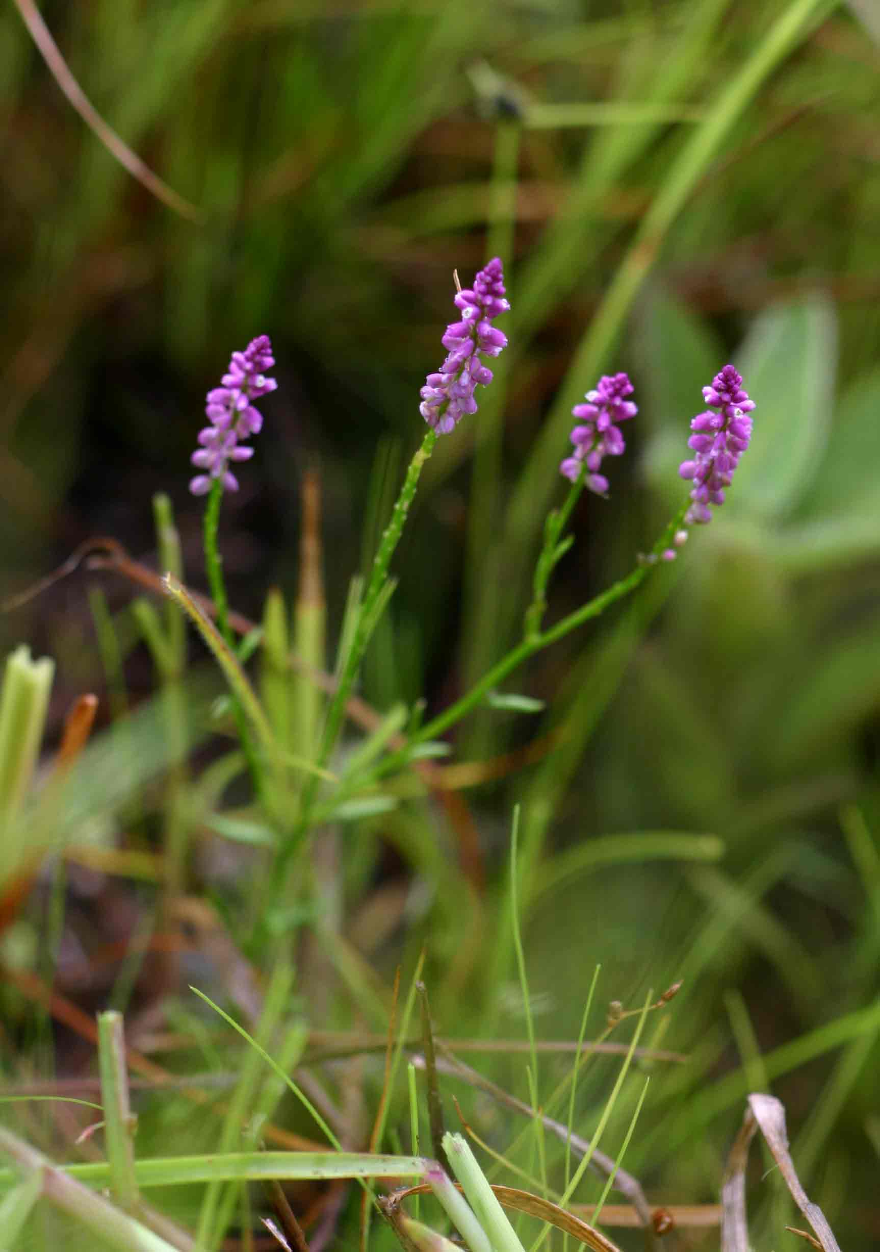 Polygala africana Polygala africana