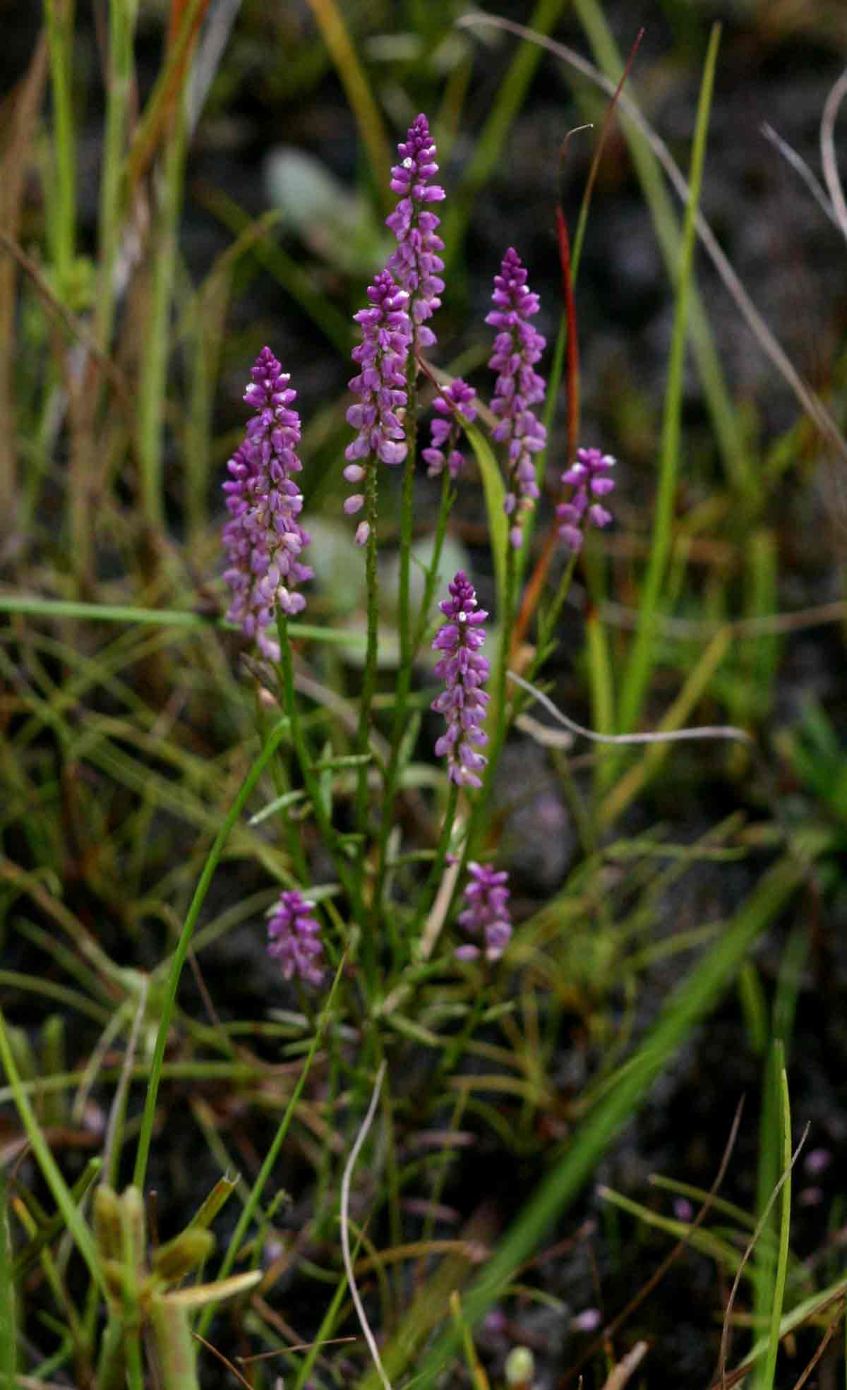 Polygala africana Polygala africana