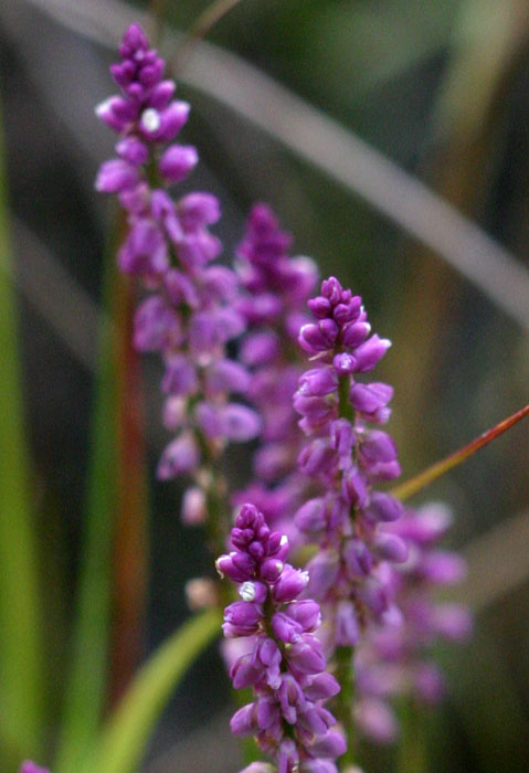 Polygala africana Polygala africana