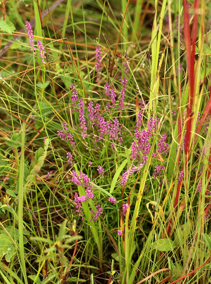 Polygala africana Polygala africana