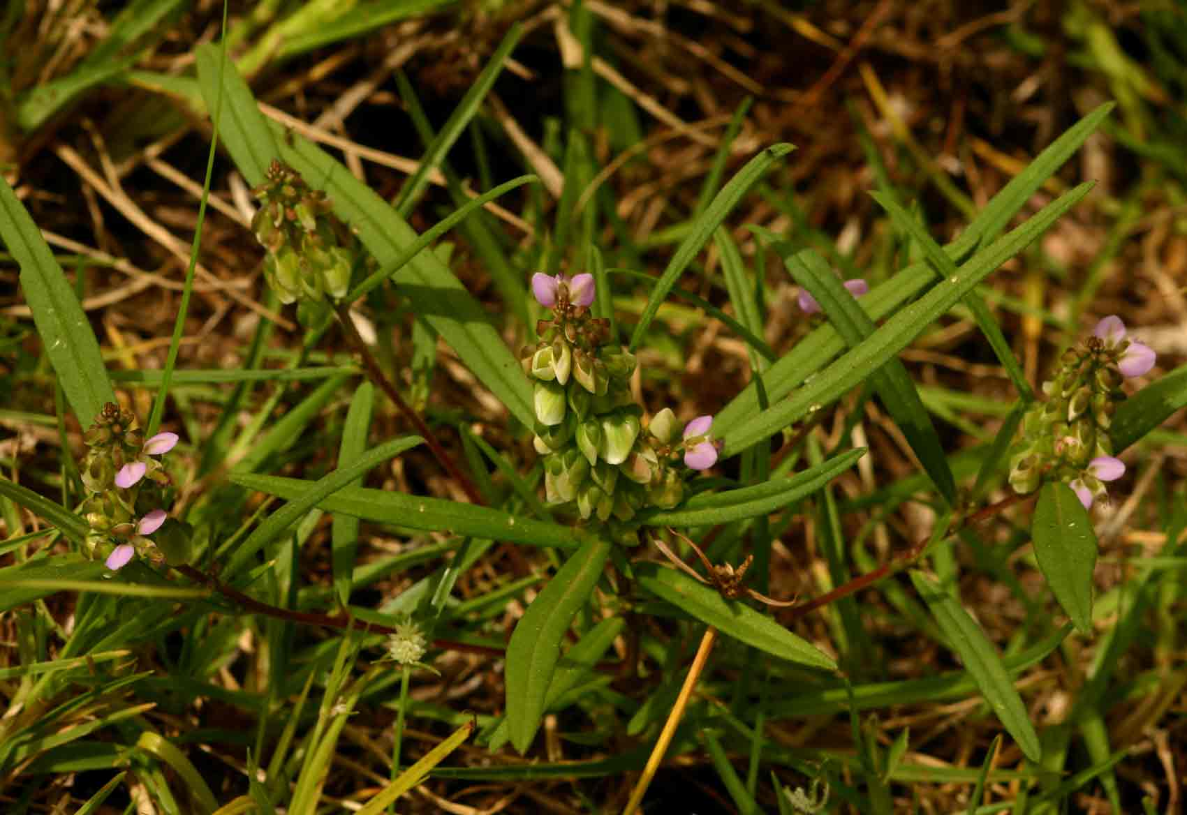 Polygala albida subsp. albida Polygala albida subsp. albida