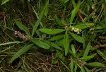 Polygala albida subsp. albida