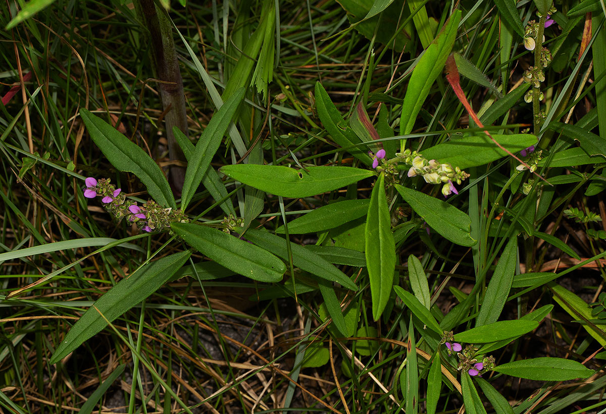 Polygala albida subsp. albida