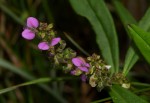 Polygala albida subsp. albida