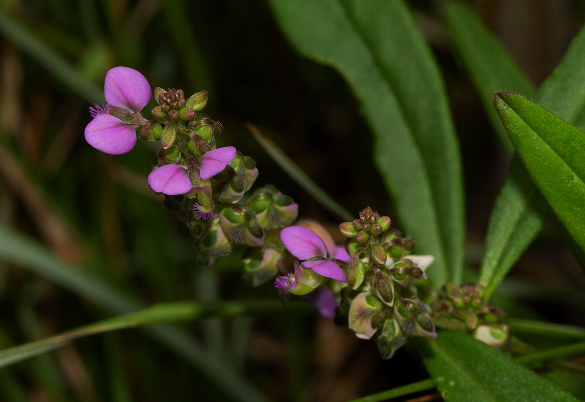 Polygala albida subsp. albida
